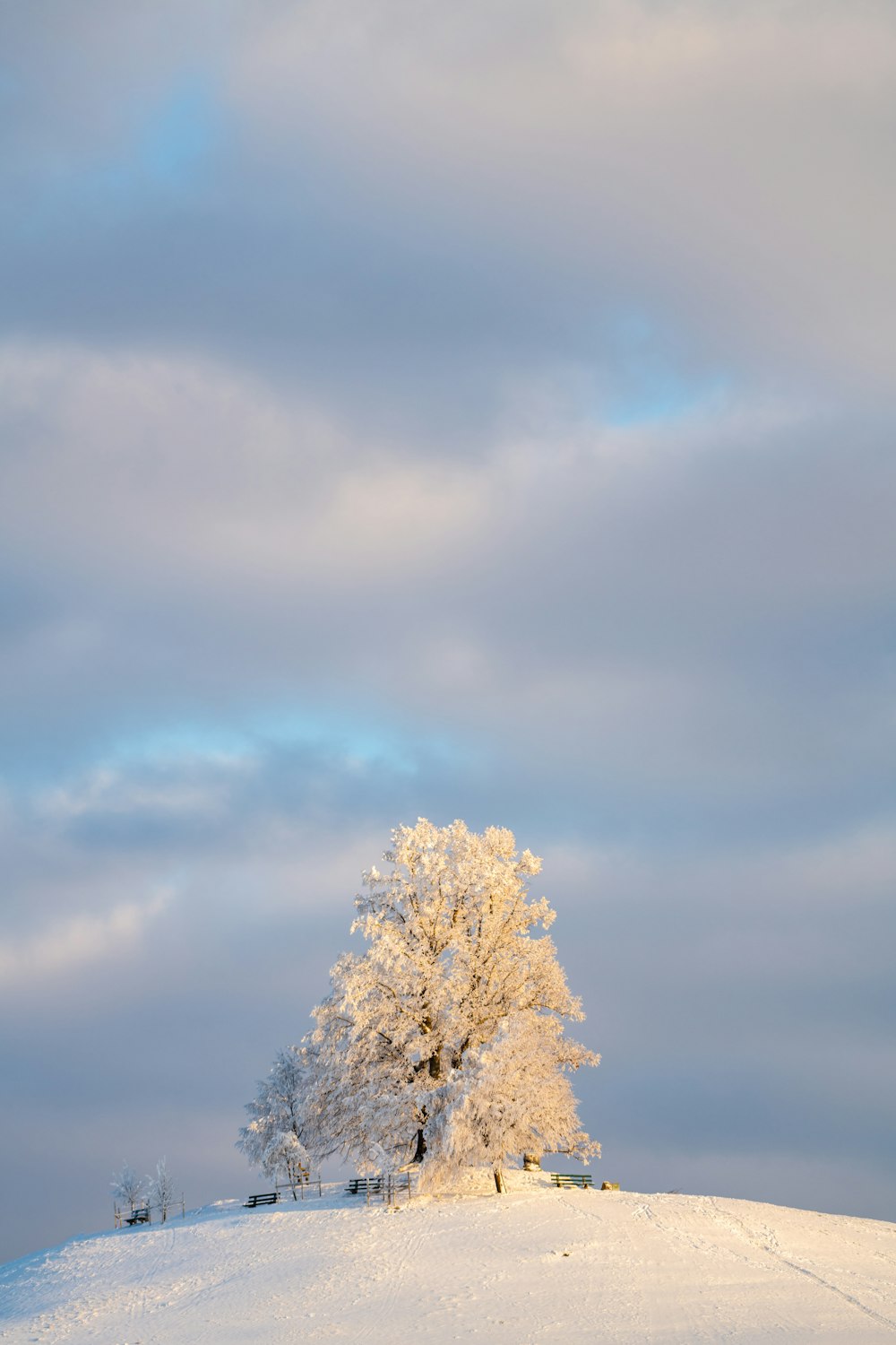 white leaf tree under white clouds and blue sky during daytime