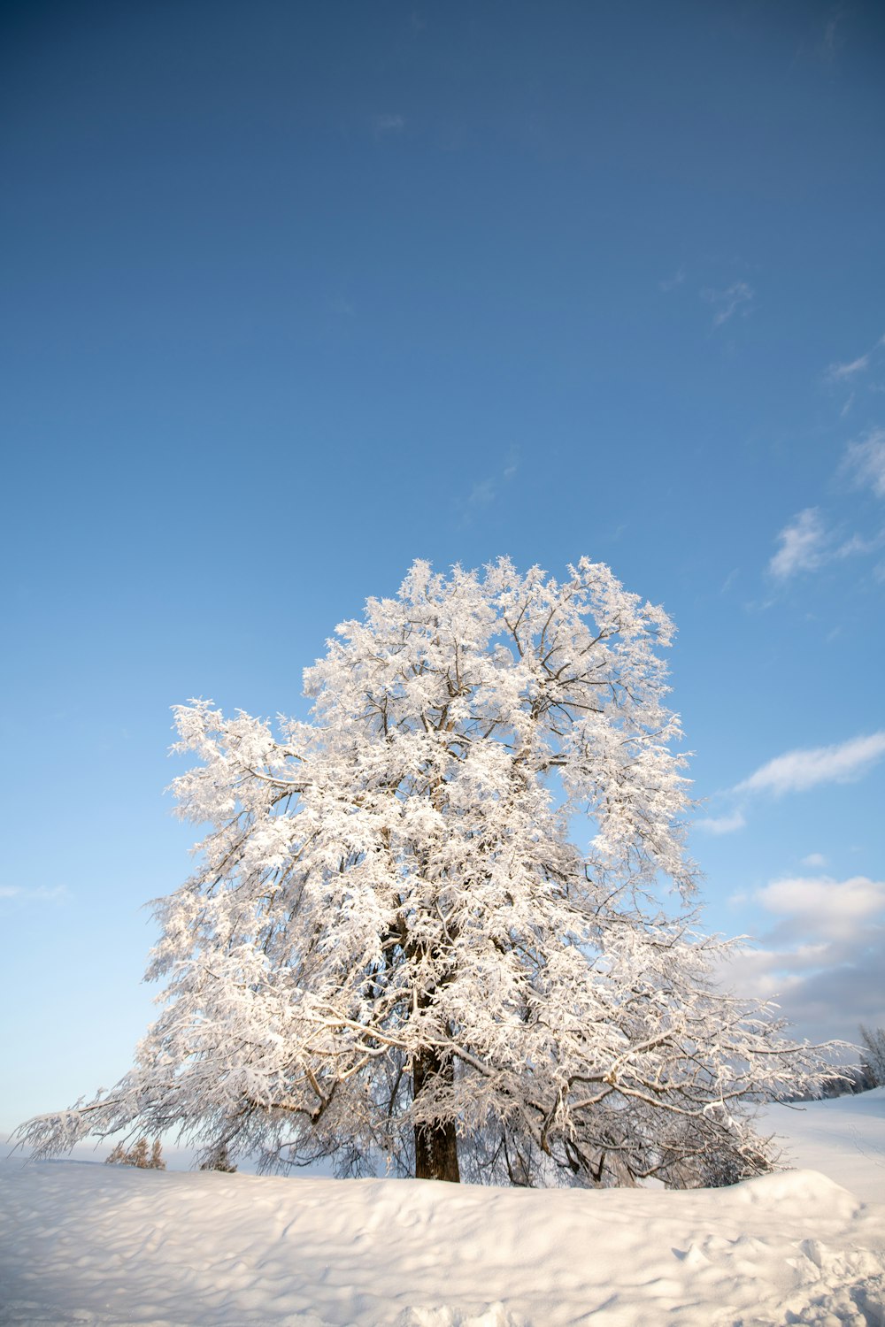 white cherry blossom tree under blue sky during daytime