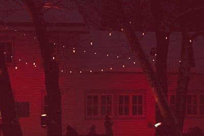 silhouette of people standing near bare tree during night time granular teams background