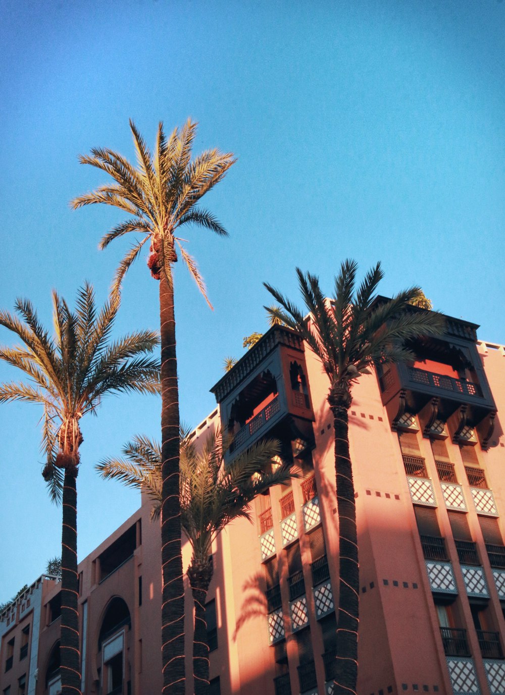 palm tree near brown concrete building