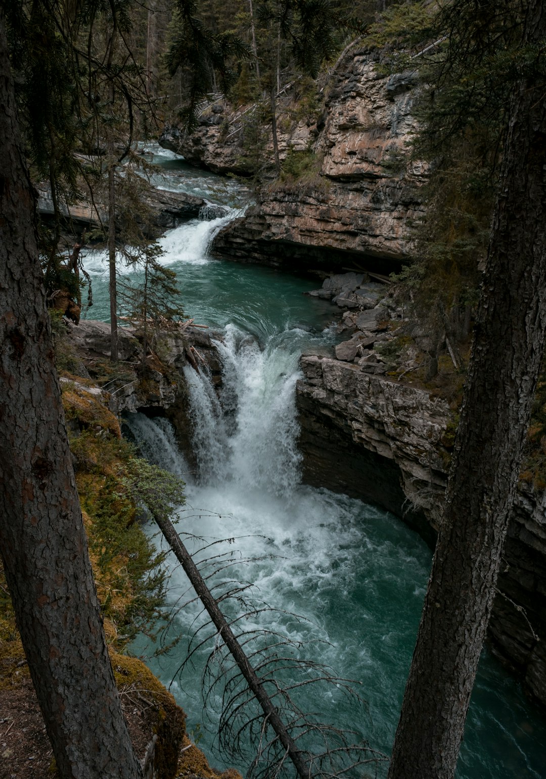 river in the middle of the forest