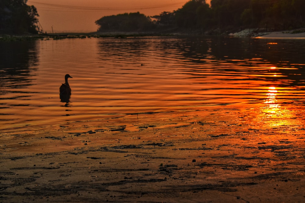 silhouette of duck on water during sunset