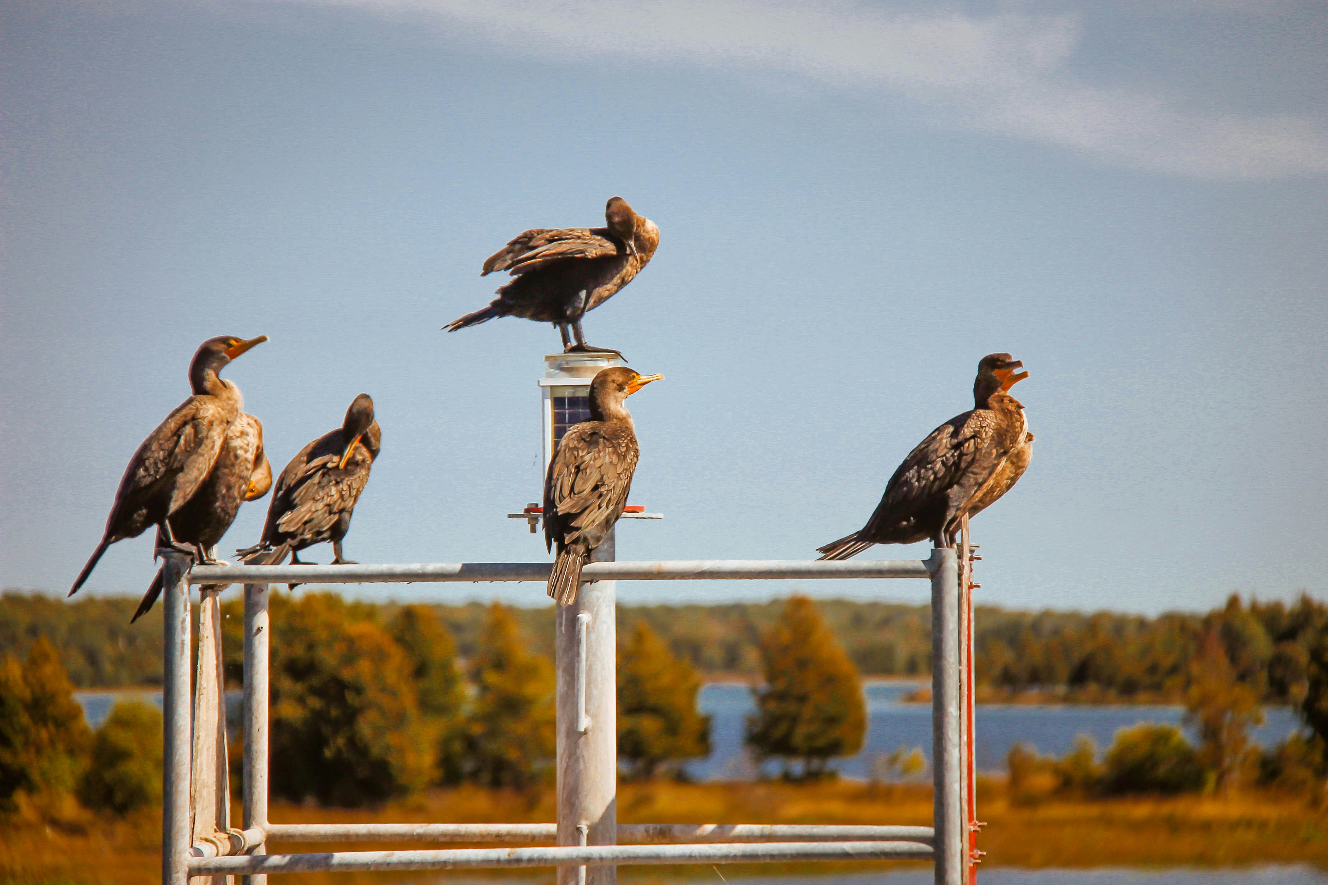 brown birds on white metal stand during daytime