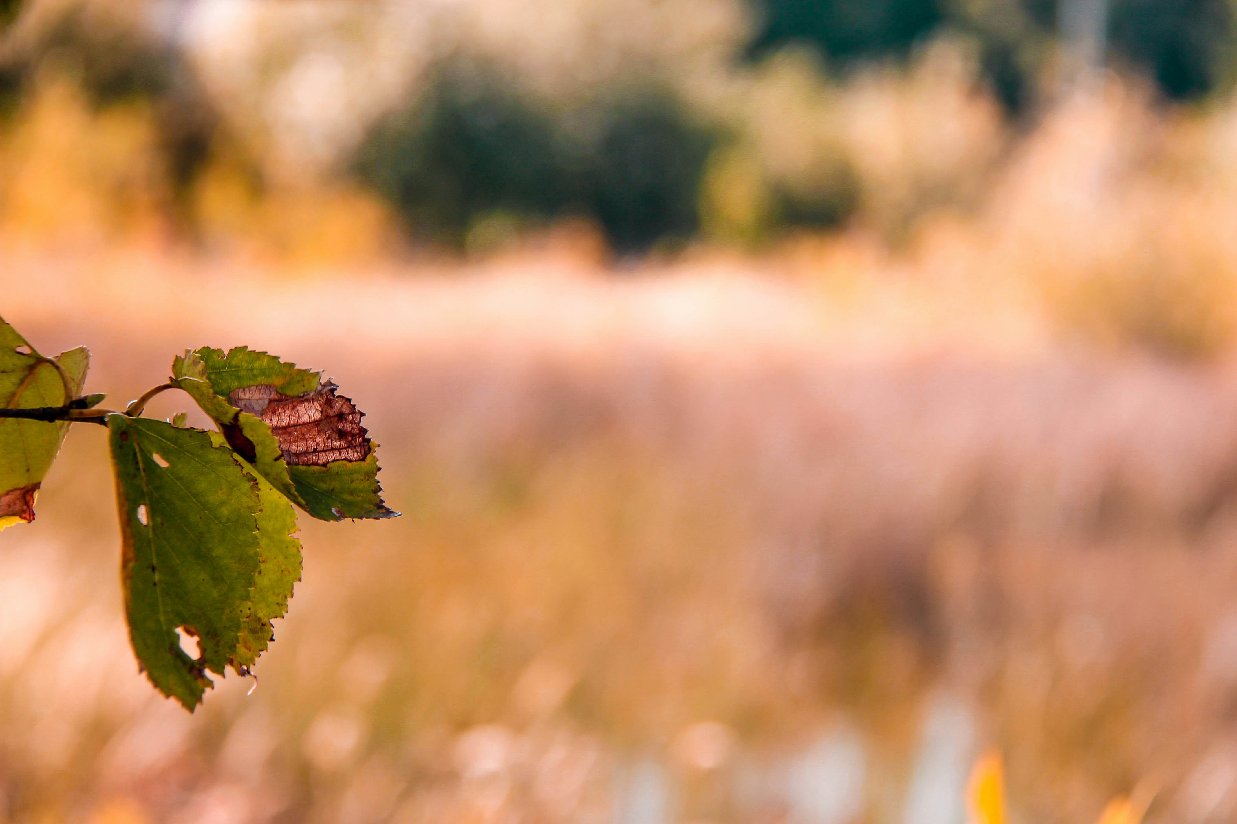 green leaf in tilt shift lens