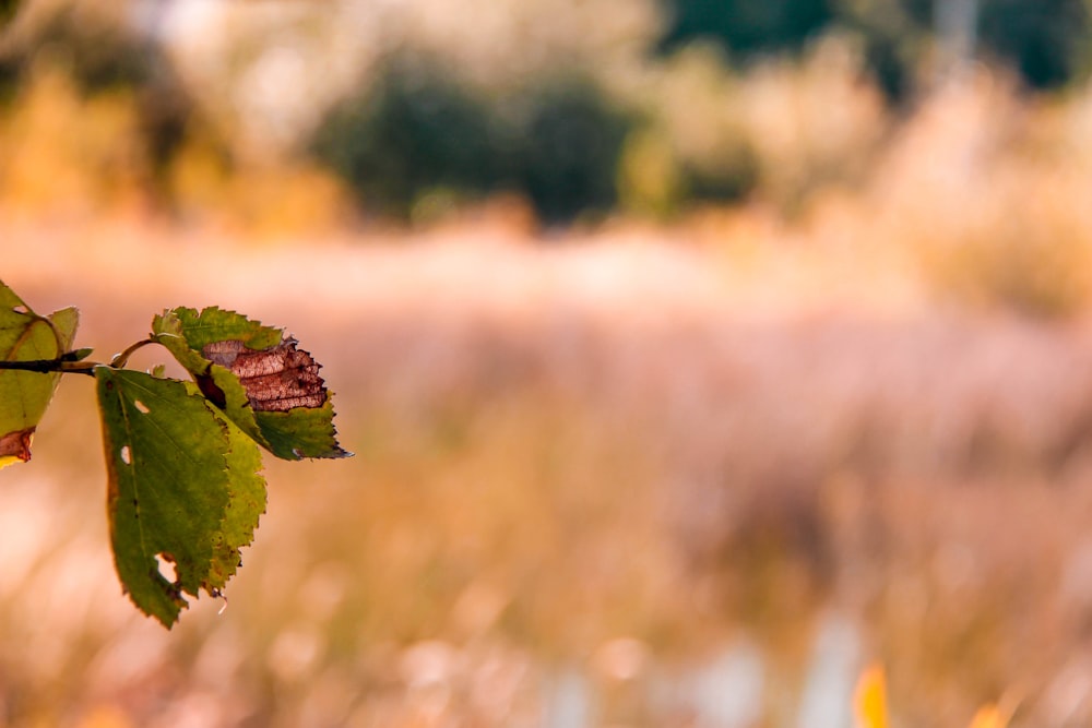 green leaf in tilt shift lens