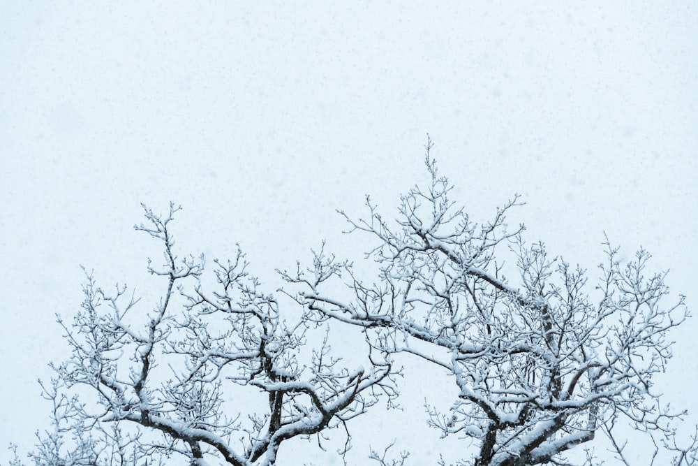 leafless tree under white sky