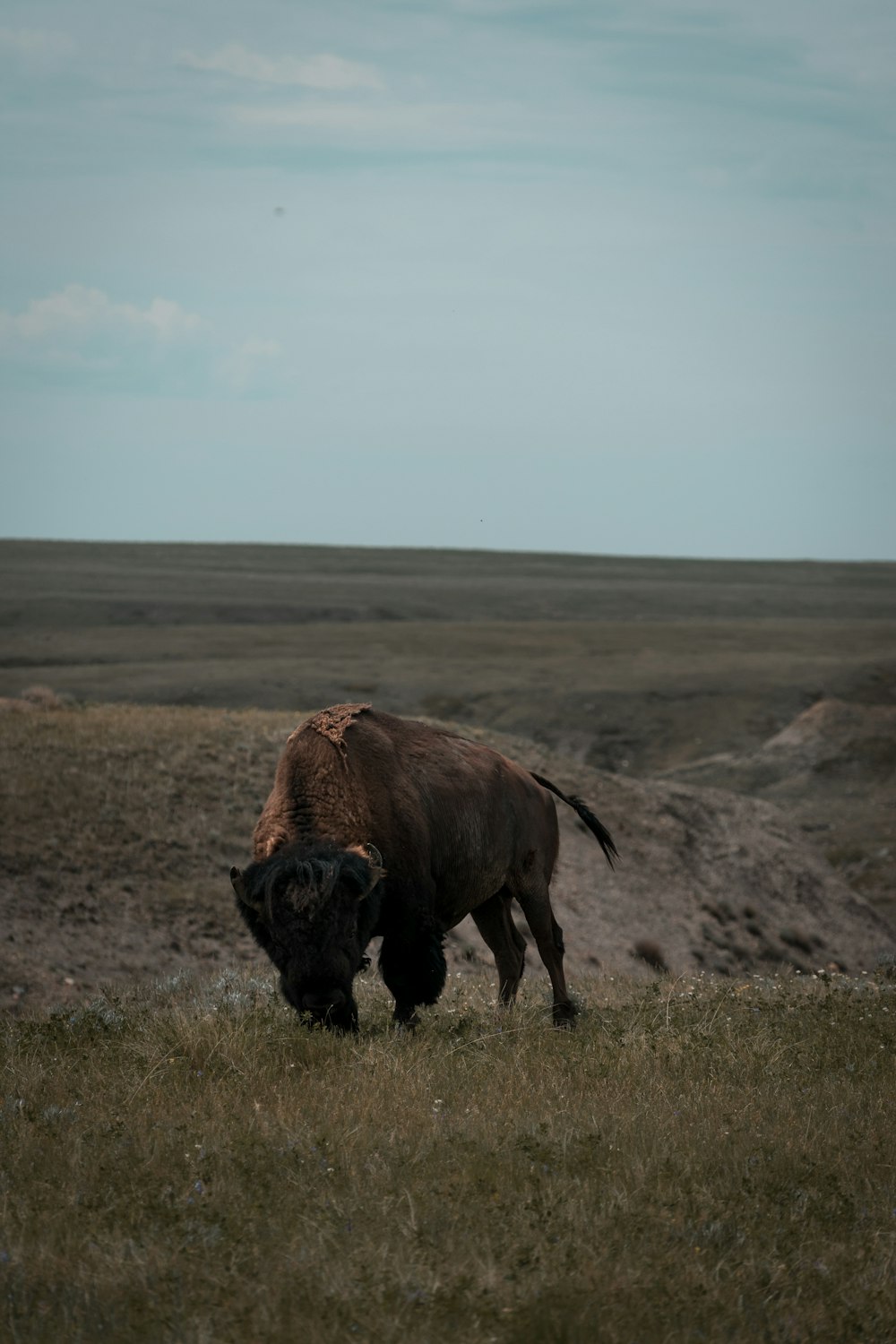 brown bison on brown grass field under blue sky during daytime