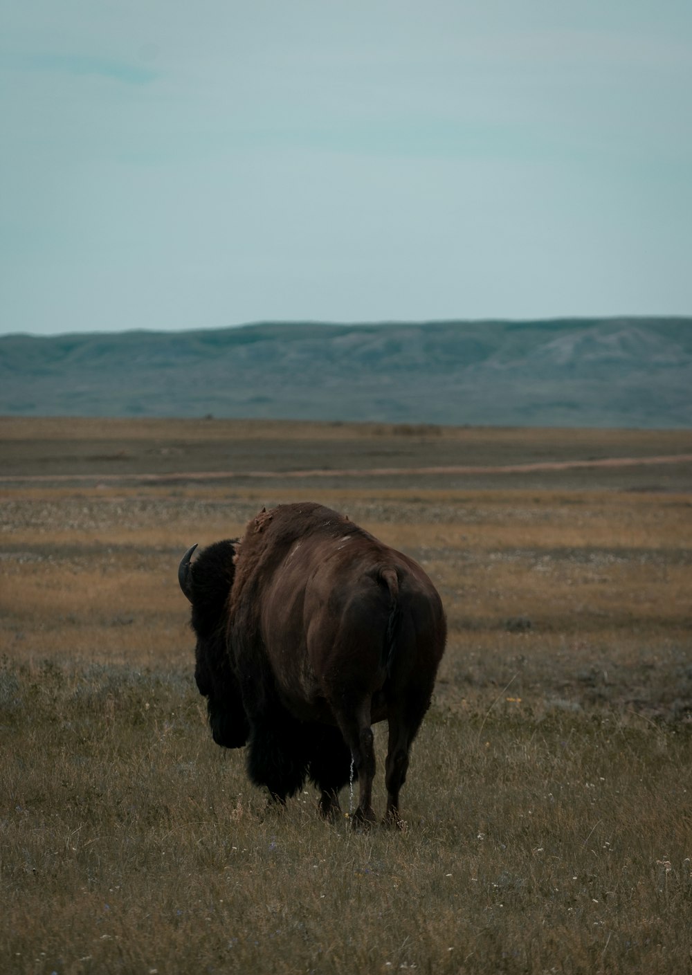 brown bison on brown grass field during daytime