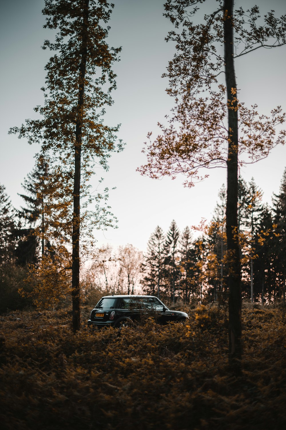 black suv parked near trees during daytime