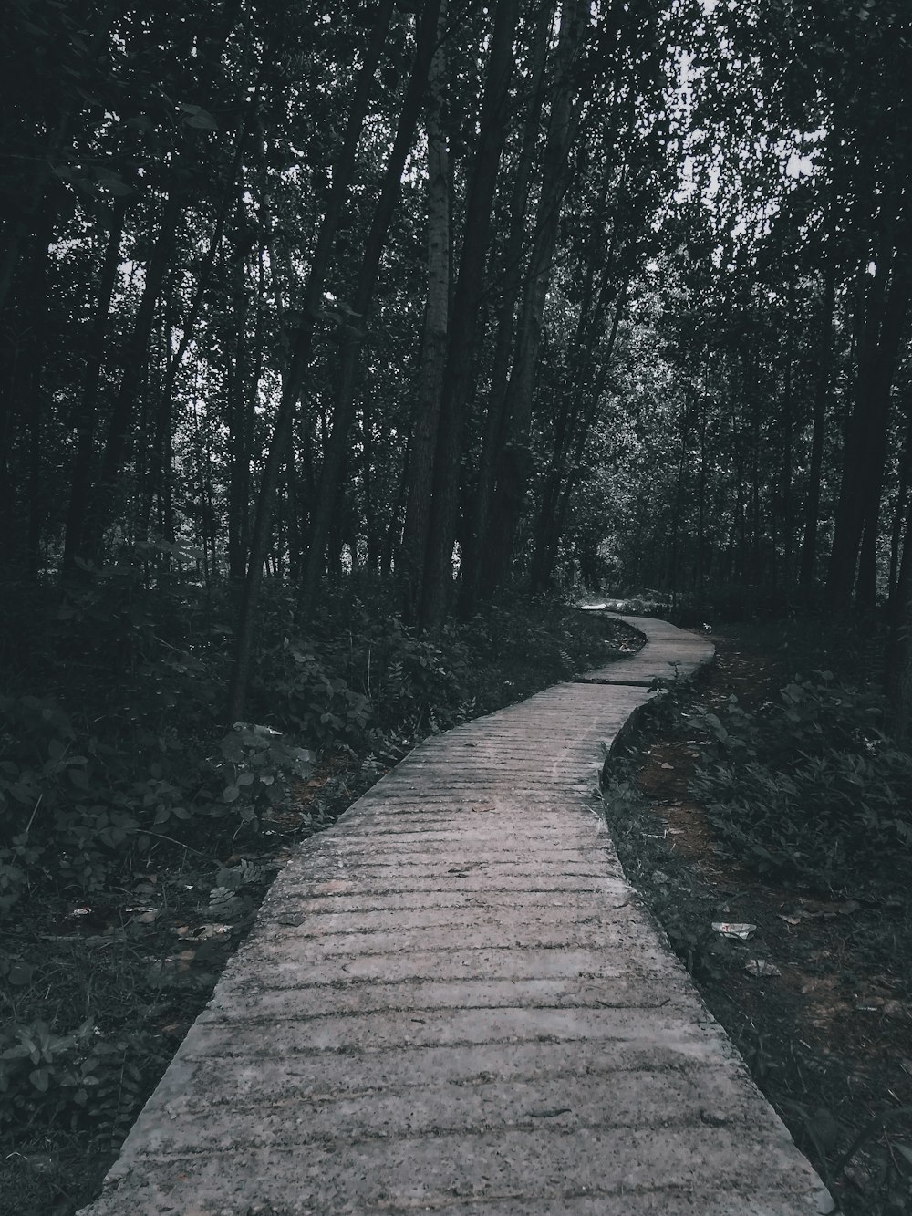 brown wooden pathway in between green trees during daytime