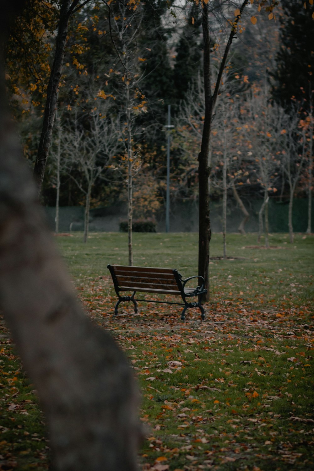 banc en bois marron sur un champ d’herbe verte