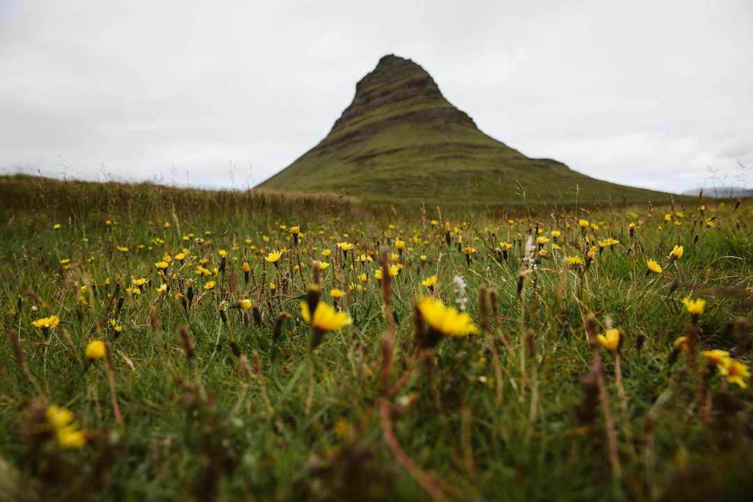 yellow flower field near mountain during daytime