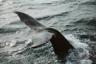 A whale tail rises gracefully above the ocean surface, surrounded by foaming white waves in a blue-green sea.