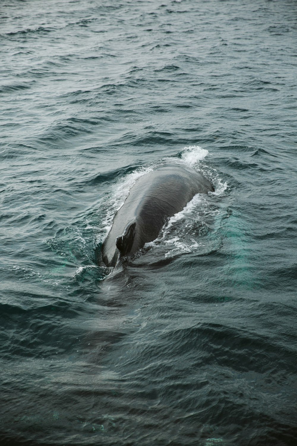 black dolphin in the sea