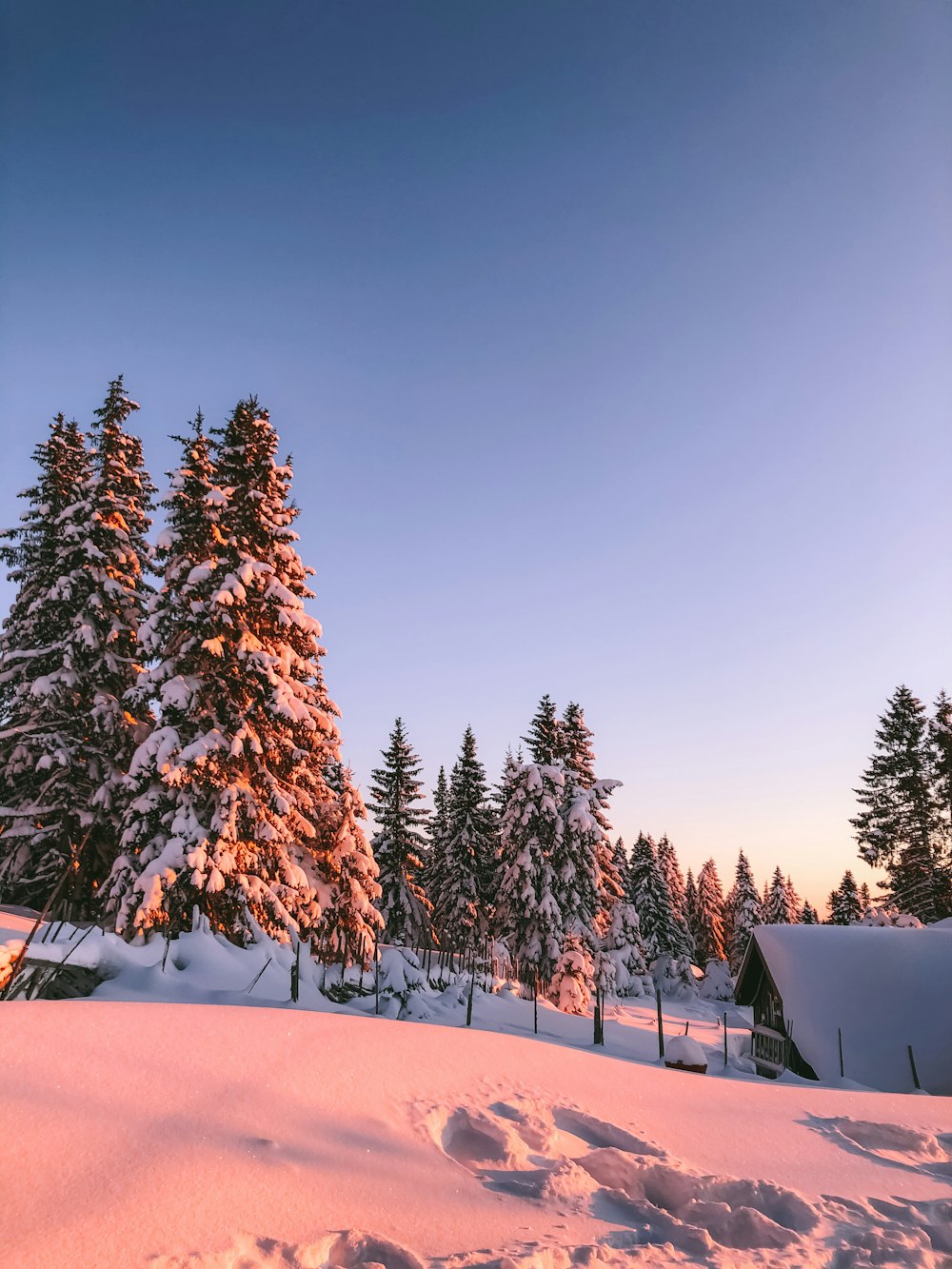 green pine tree covered with snow during daytime