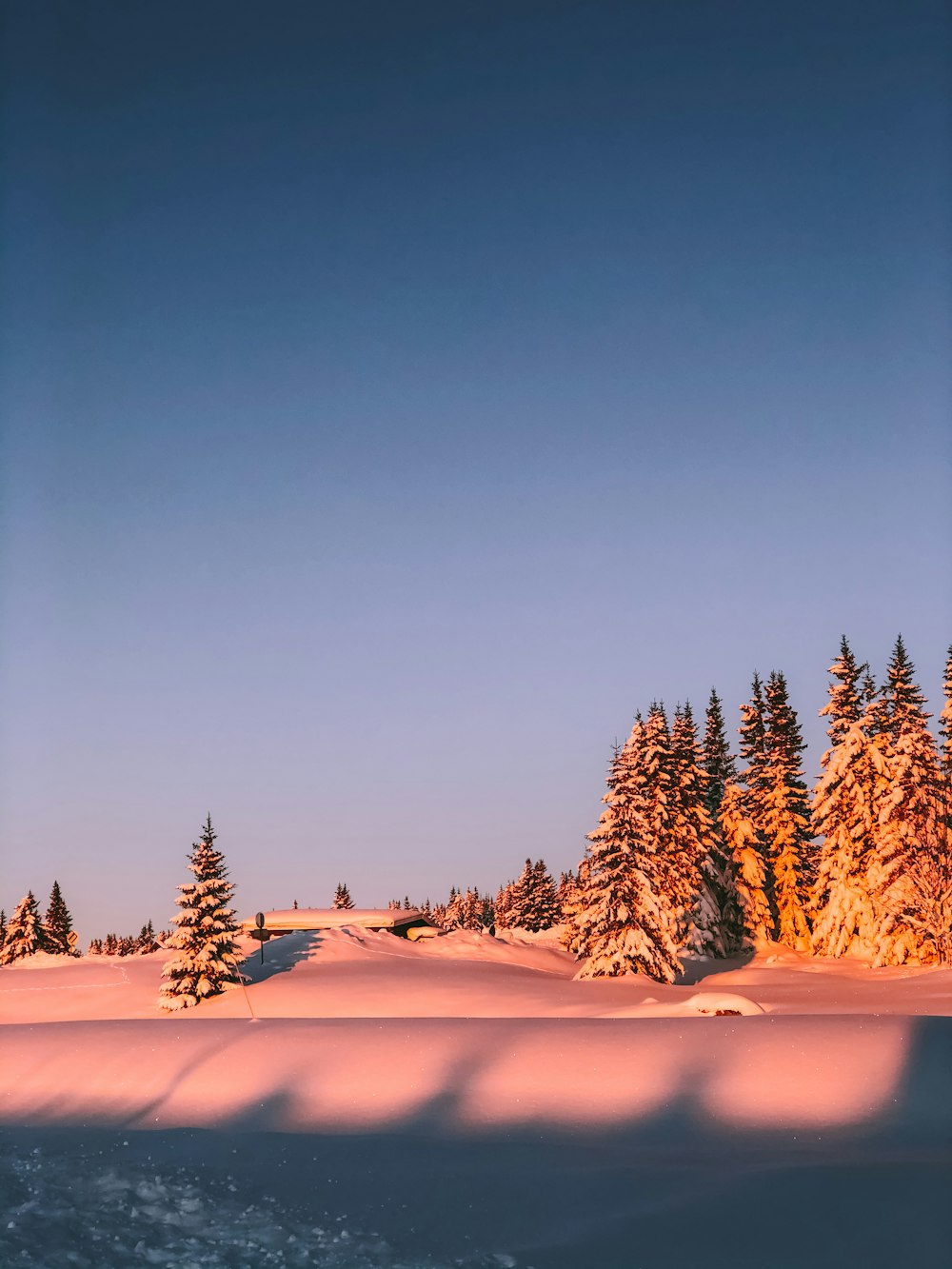 green pine trees on snow covered ground during daytime