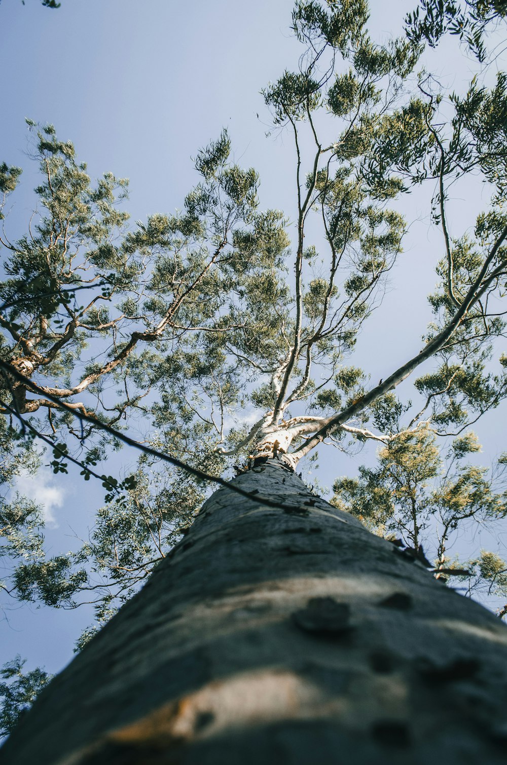 Photographie en contre-plongée d’un arbre vert sous un ciel bleu pendant la journée