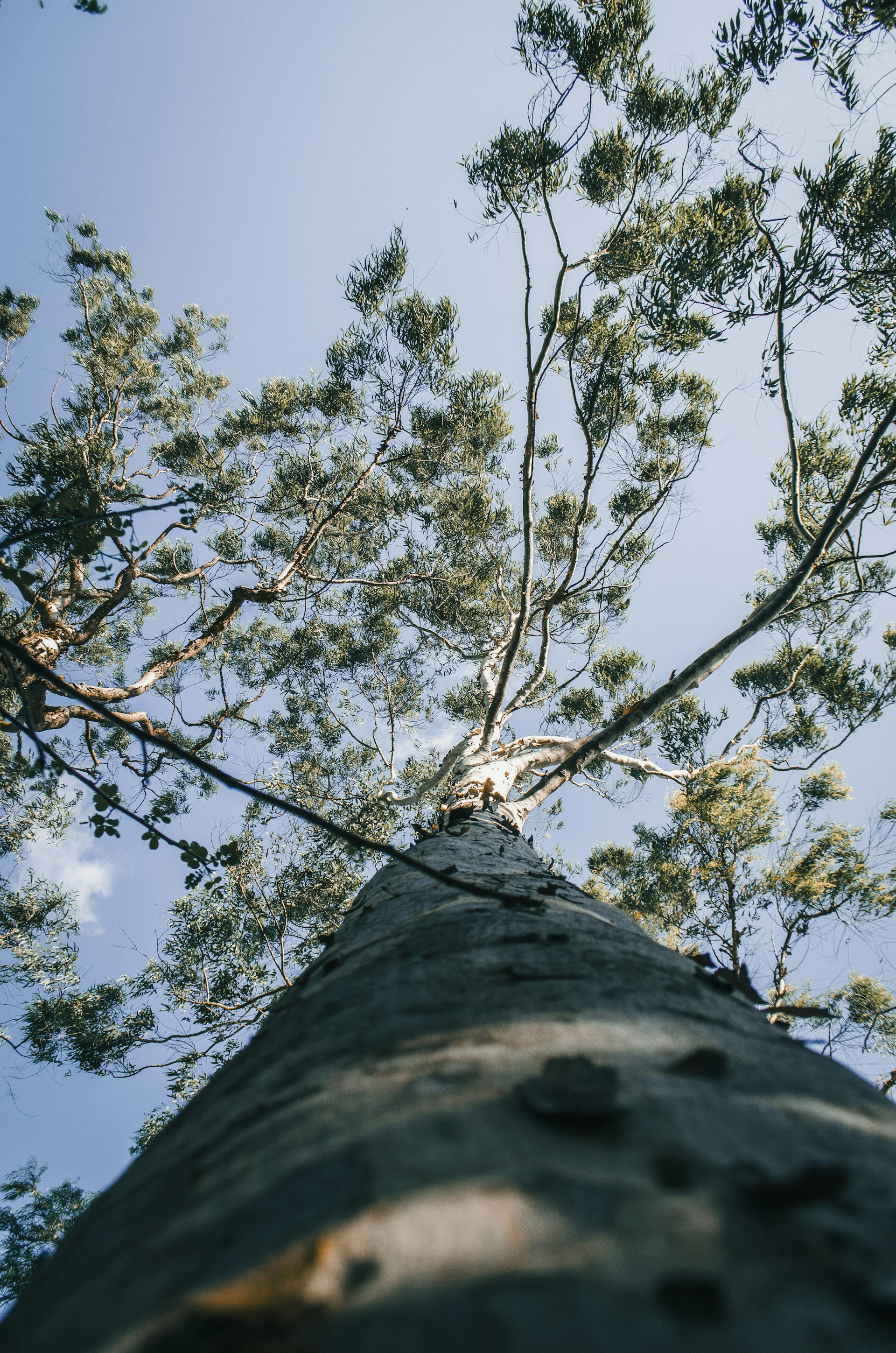 low angle photography of green tree under blue sky during daytime