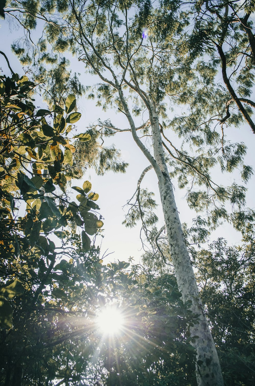 green tree with sun rays