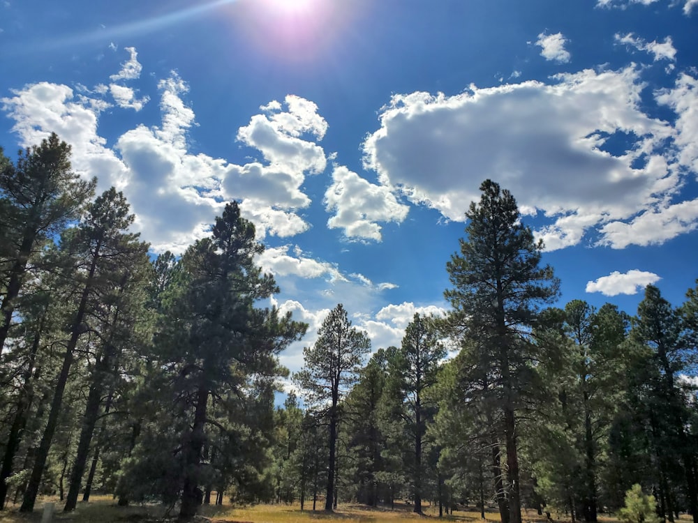 green trees under blue sky during daytime