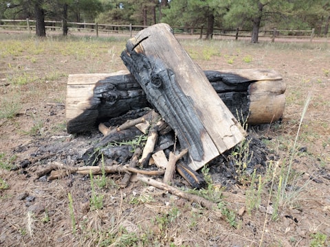 A few charred logs are stacked in a clearing surrounded by dried grass and some green plants. There is a wooden fence and a line of tall pine trees in the background. The logs display signs of having been partially burned, with black char marks distinctively visible on the surfaces.
