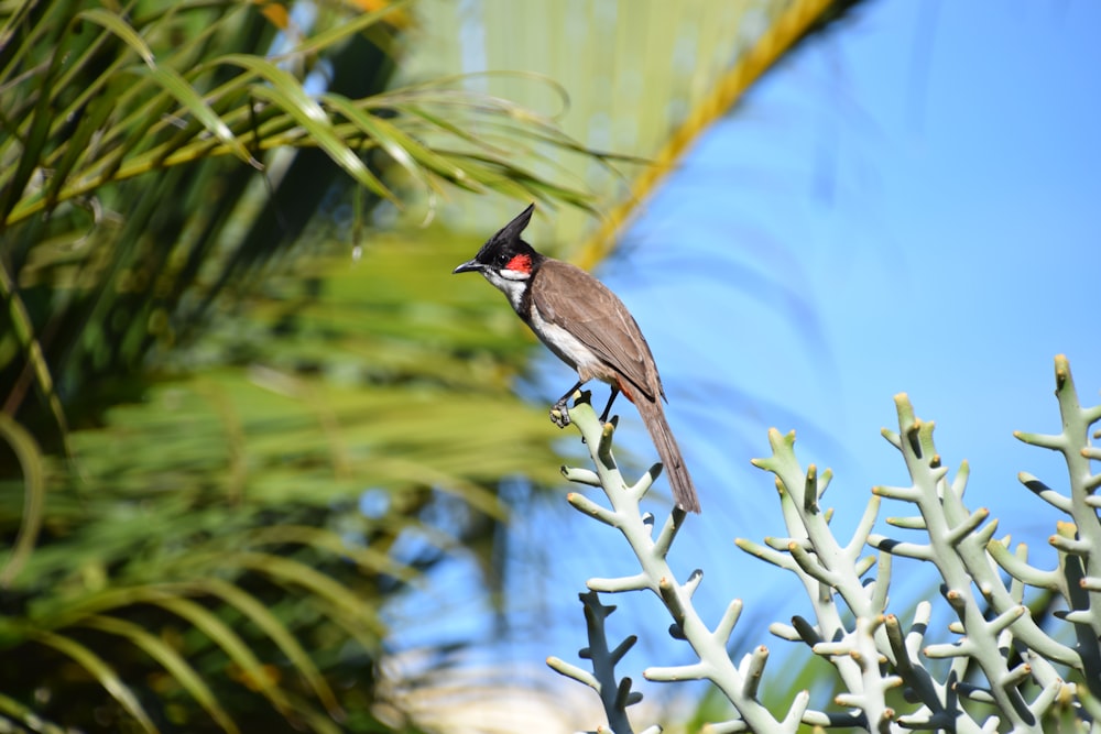 brown and black bird on white plant stem during daytime