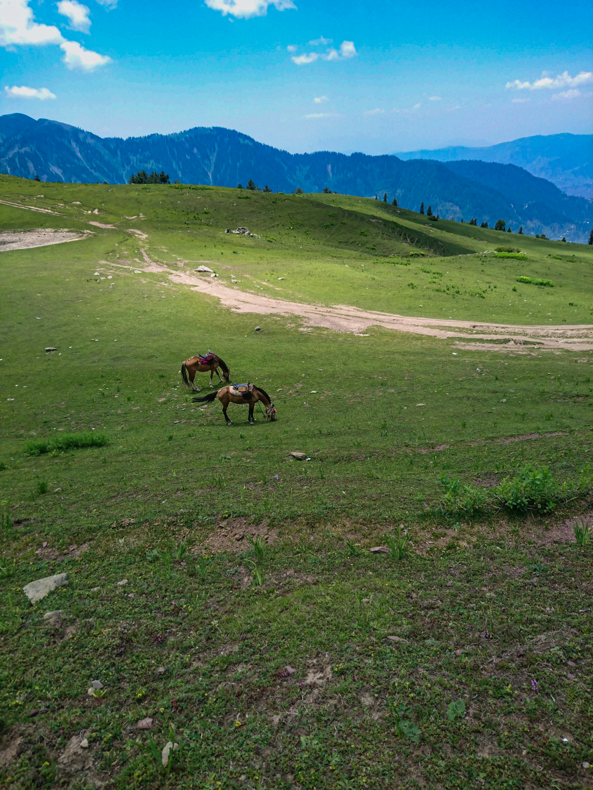 brown horse on green grass field during daytime