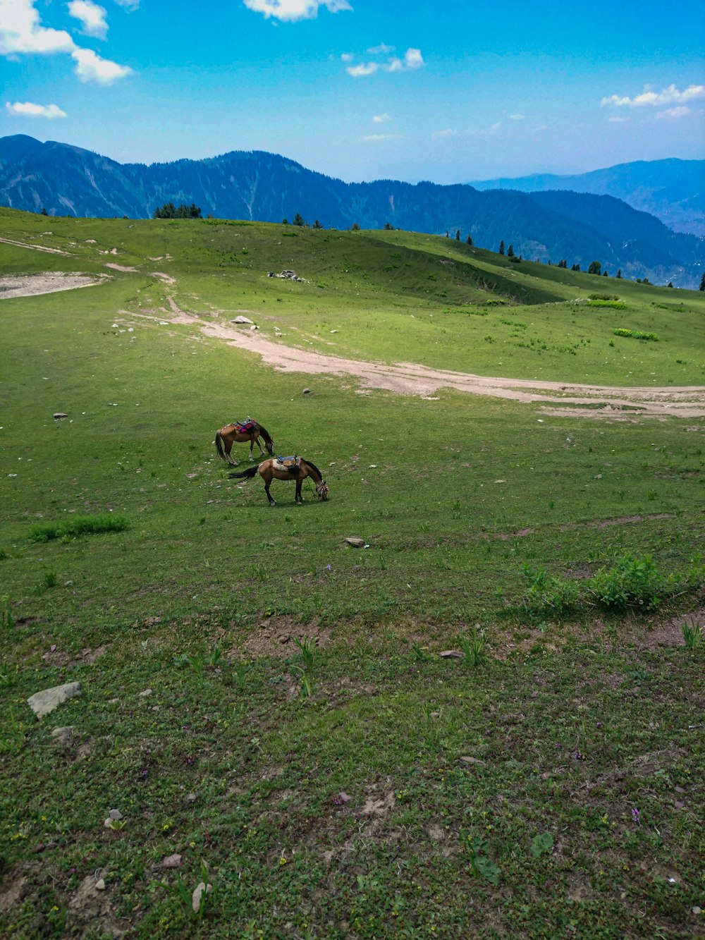 brown horse on green grass field during daytime