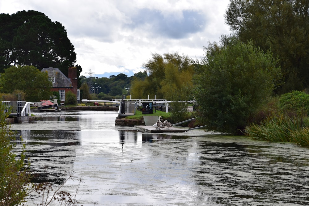 white boat on river near green trees during daytime