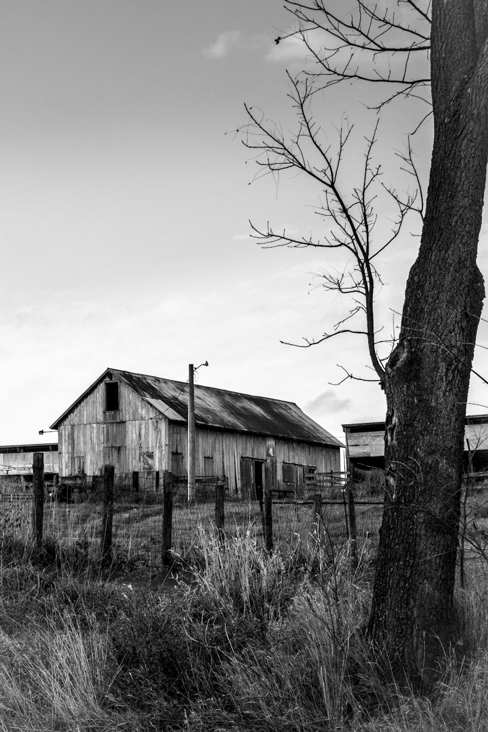 Foto in scala di grigi di alberi spogli vicino a una casa di legno