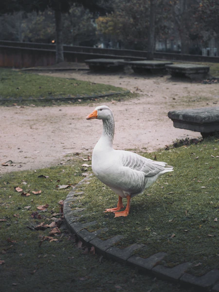 A white goose standing on green grass
