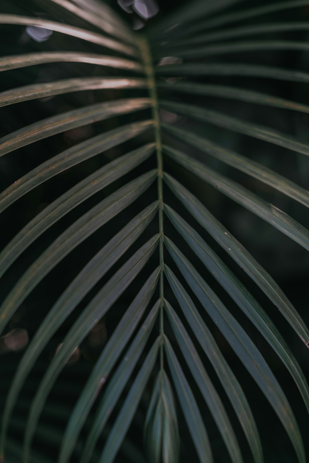 green leaf plant during daytime