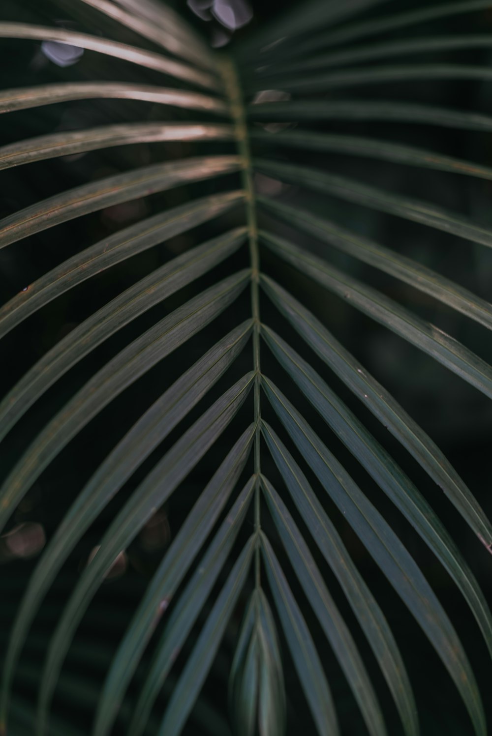 green leaf plant during daytime