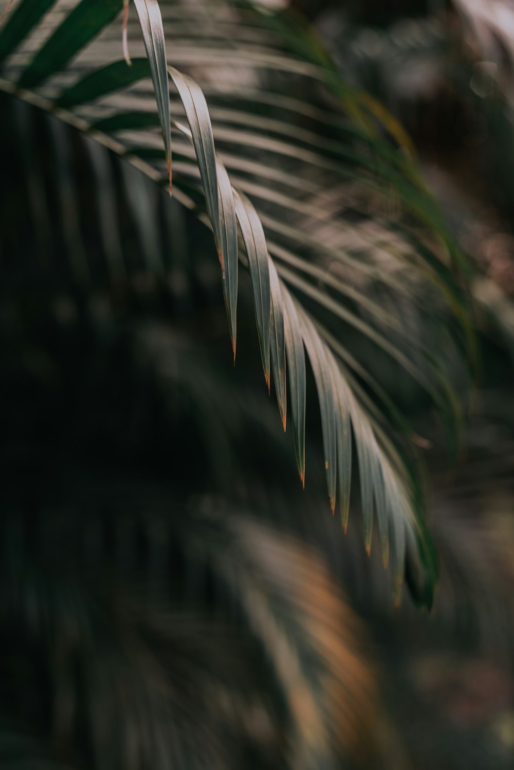 plante à feuilles vertes en photographie en gros plan