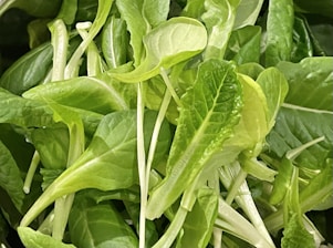 Close-up of hands holding fresh green leafy vegetables symbolizing plant-based food commitment.