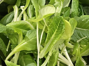 Close-up of vibrant green leafy vegetables in a basket