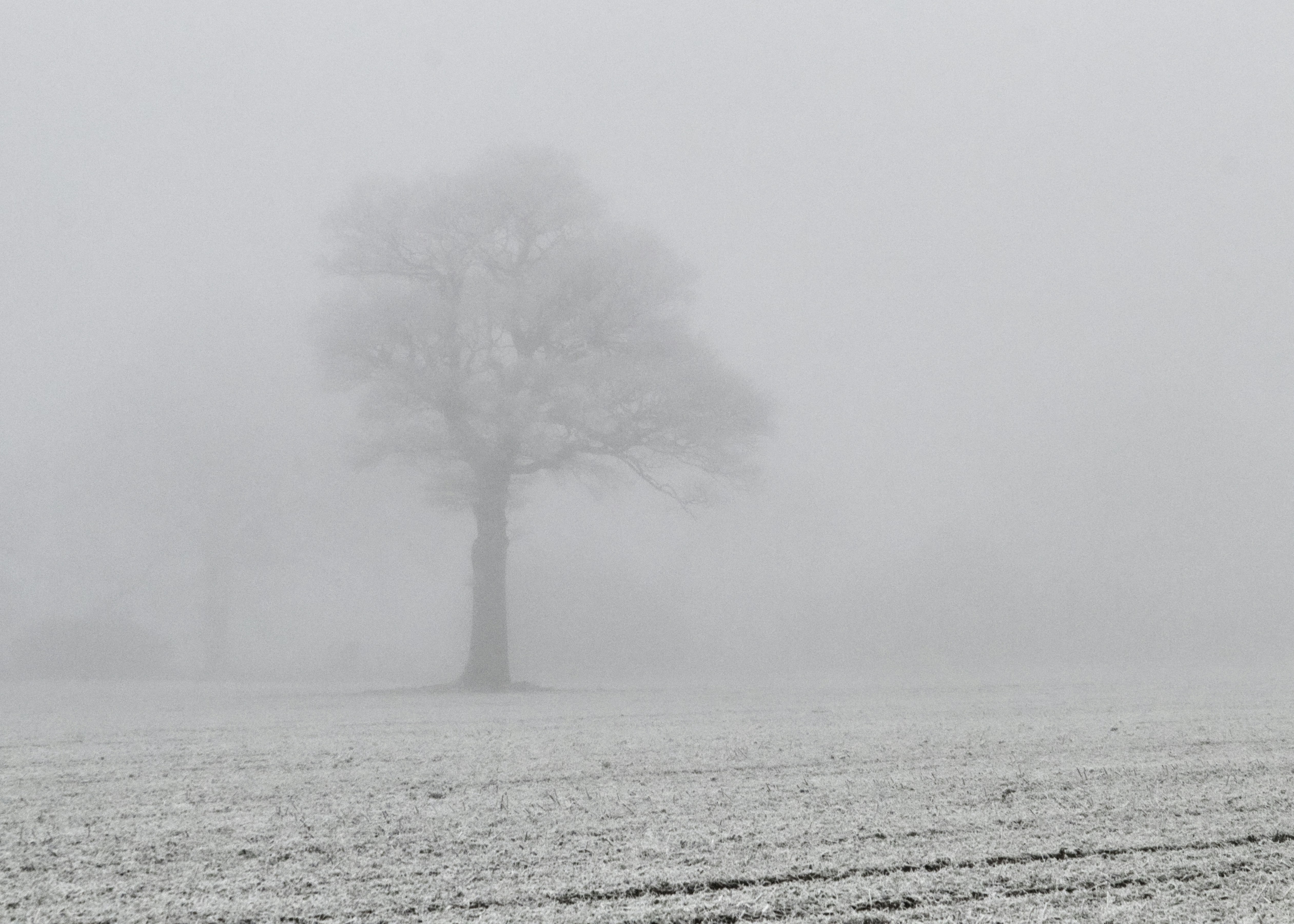 green tree covered with fog