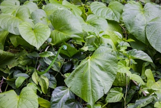 A green vine snake is camouflaged among large, lush leaves in a dense jungle setting.