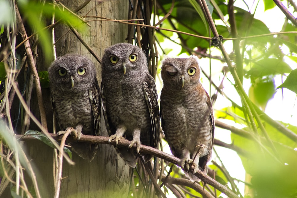 brown and white owl on brown tree branch during daytime