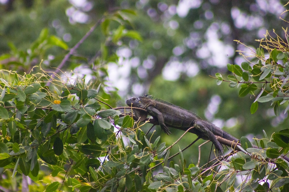 brown and black lizard on green leaf tree during daytime