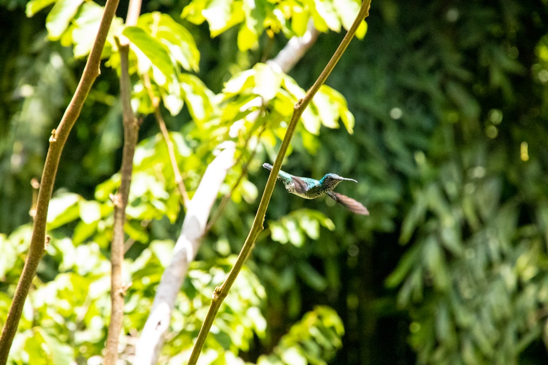 travelers stories about Forest in San Antonio, Belize