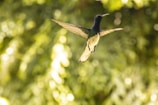 green and black humming bird flying during daytime