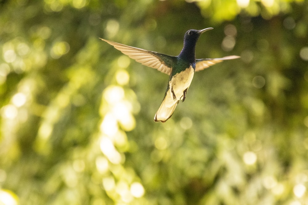 green and black humming bird flying during daytime