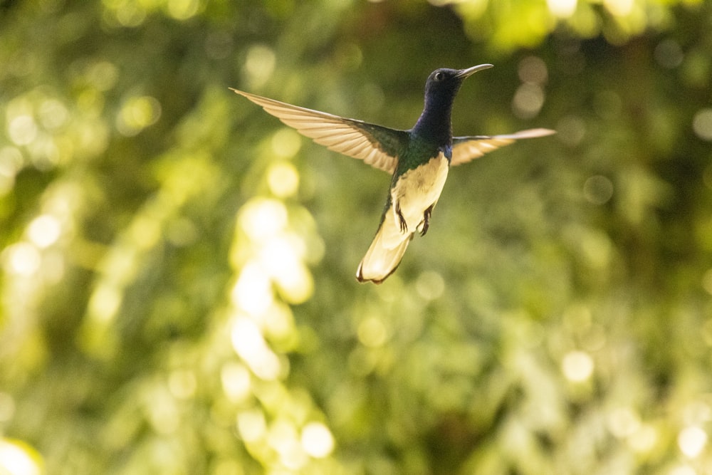 Colibrí verde y negro volando durante el día