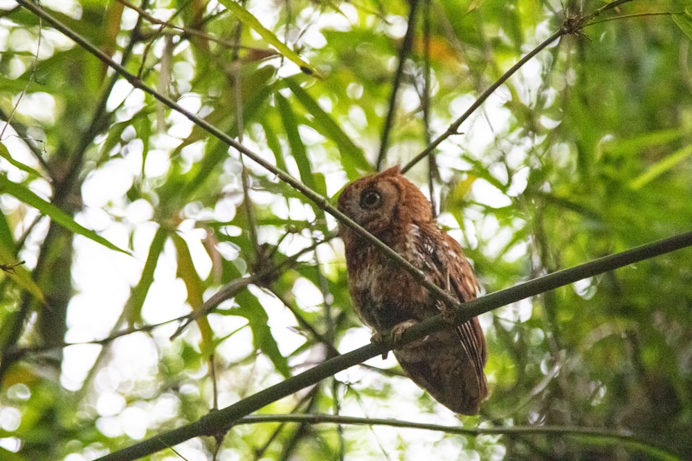 brown bird on tree branch during daytime