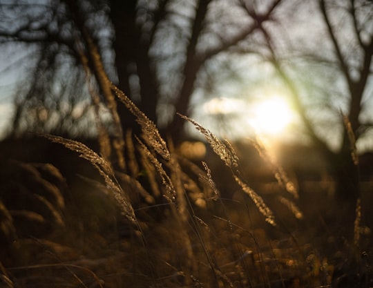 brown dried plant during daytime in Eger Hungary