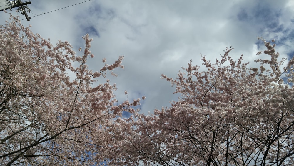 brown leaf tree under white clouds and blue sky during daytime