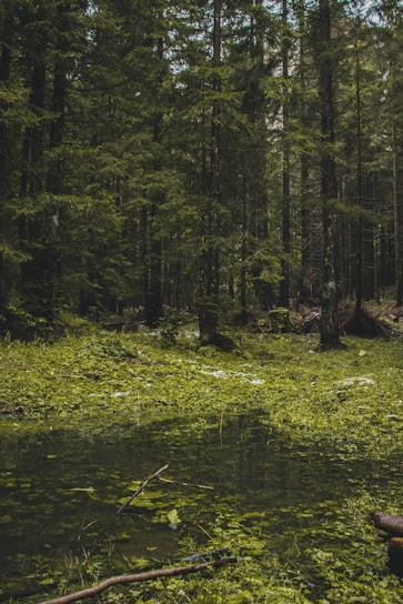 green grass and trees near river during daytime