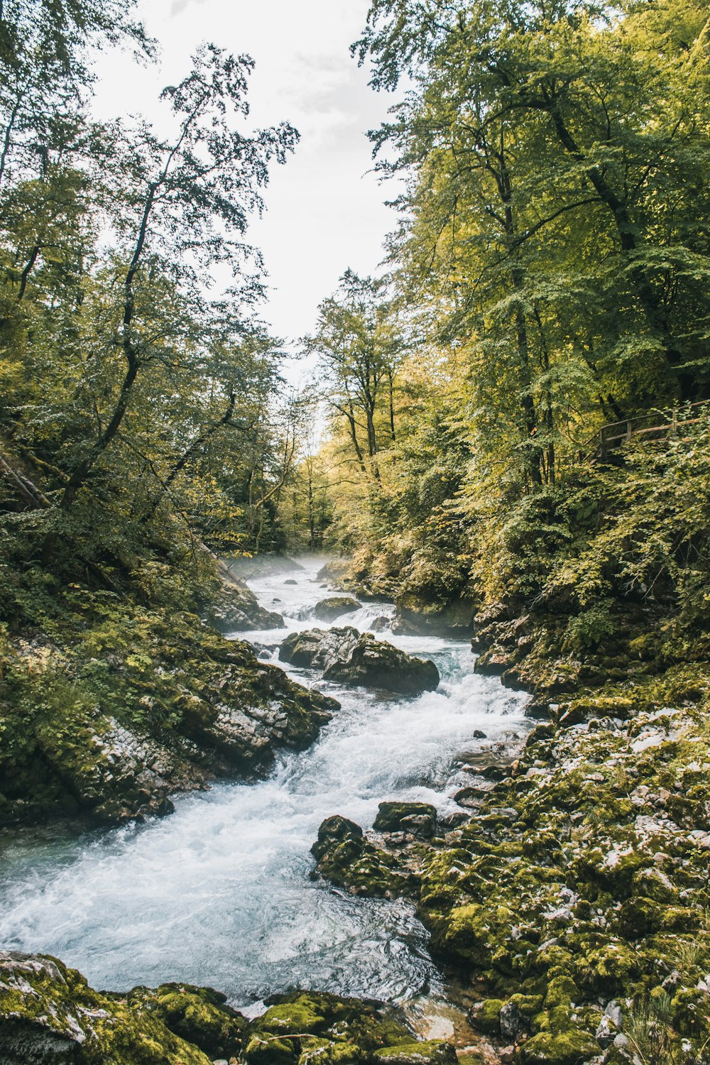 river in the middle of green trees during daytime