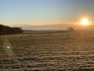 A peaceful sunset over our 20-acre homestead, with silhouettes of sheep grazing and trees swaying gently.